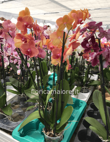 PHALAENOPSIS PICCOLA