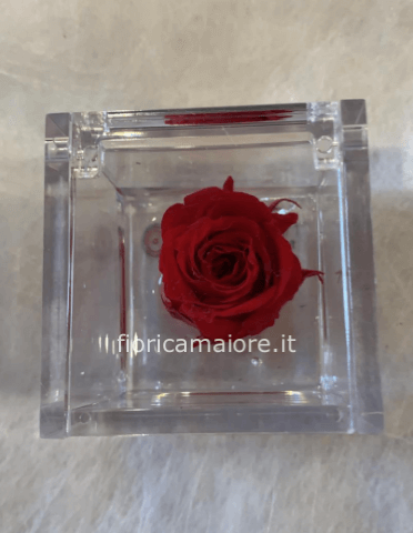 Rose stabilizzate mini » Fiori, invio e consegna a domicilio fiori a  Camaiore, Lido di Camaiore, Viareggio.