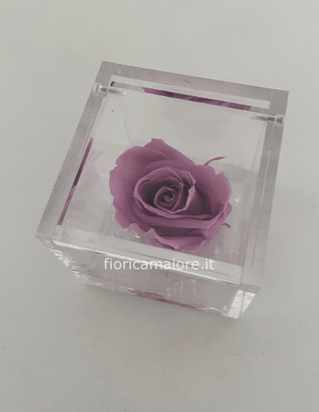 Rose stabilizzate piccole 6X6