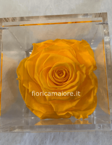 Rosa stabilizzata grande rossa 10x10