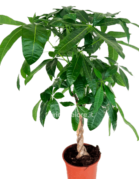 Pachira