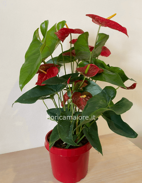 ANTHURIUM 
