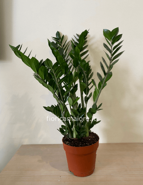 ZAMIOCULCAS