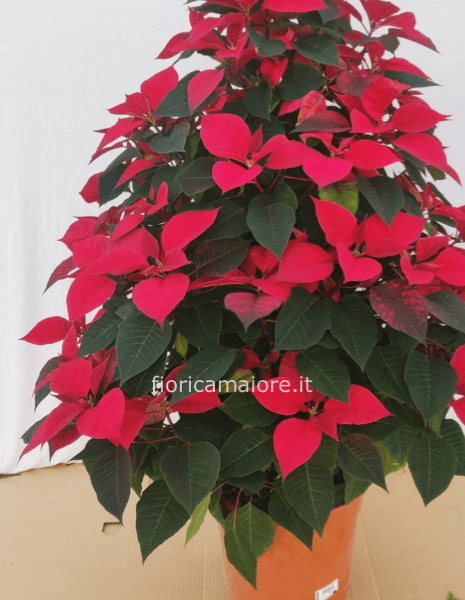 STELLA NATALE PIRAMIDE