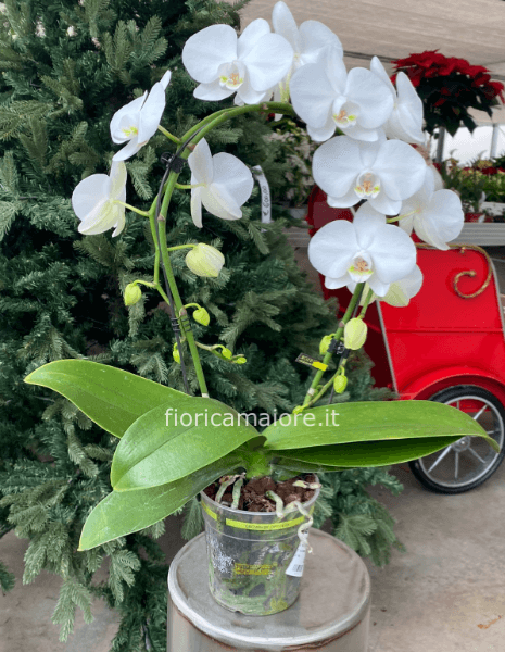ORCHIDEA ARCO