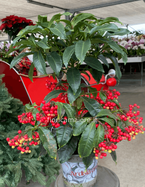 ARDISIA CRENATA