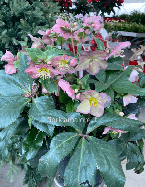 HELLEBORUS (ROSA D´INVERNO)
