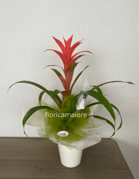 BROMELIA