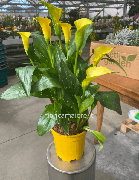 calla colorata