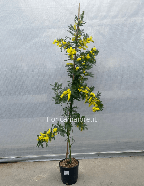 MIMOSA