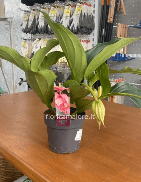 MEDINILLA