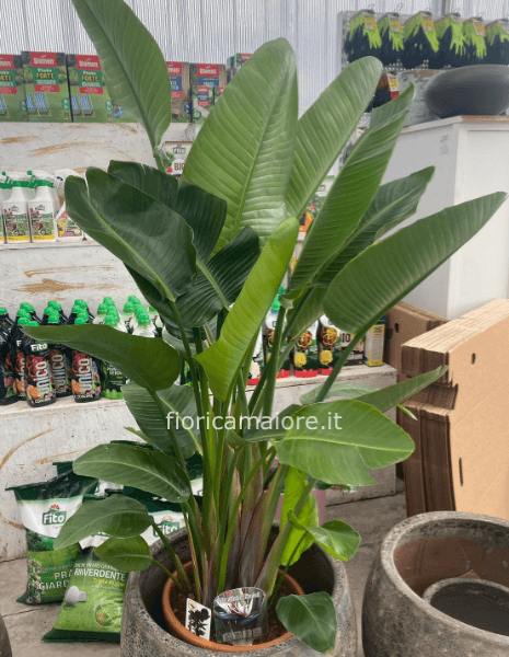 STERLIZIA NICOLAI H90/100