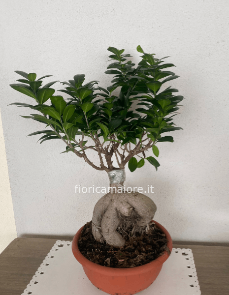 FICUS GINSENG V.17