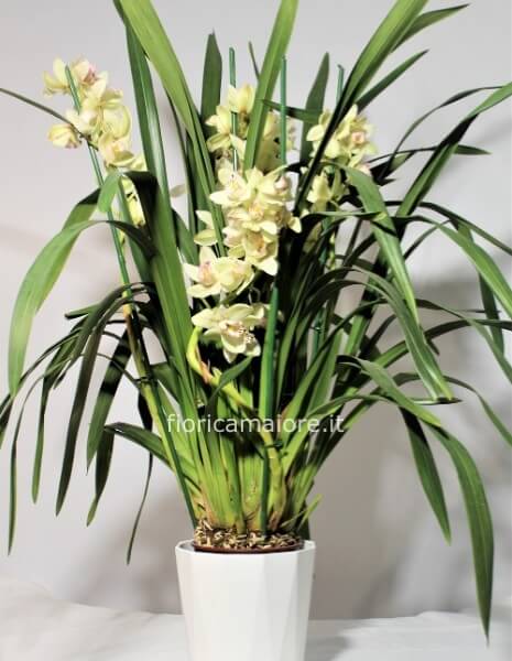 CYMBIDIUM MIXED SENZA SOTTOVASO