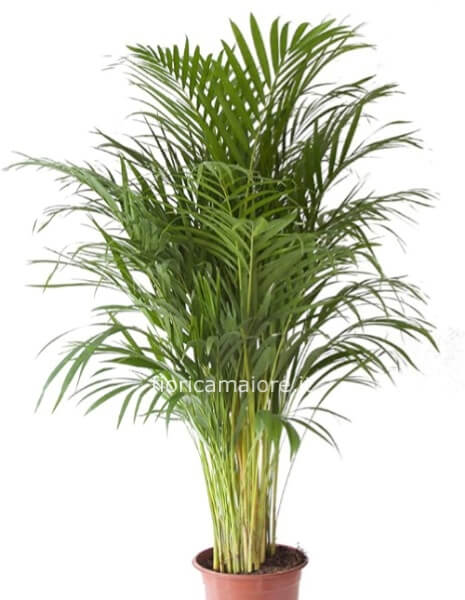 ARECA