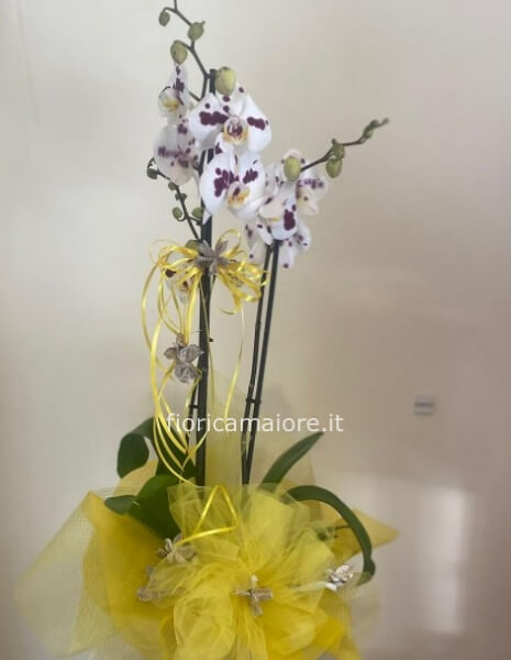ORCHIDEA PHALAENOPSIS