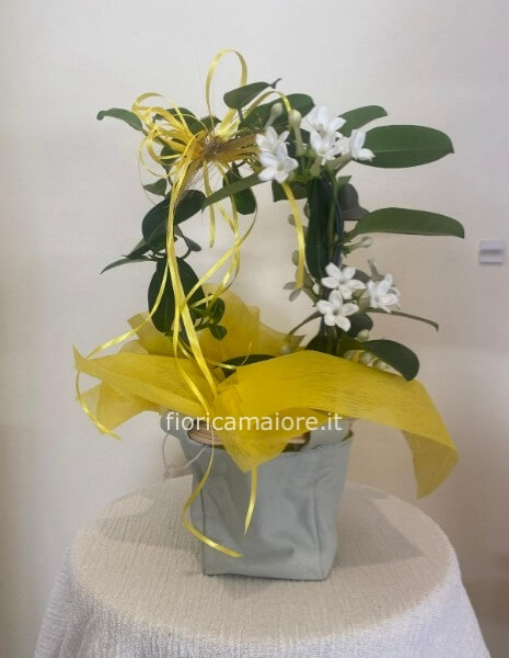 STEPHANOTIS CONFEZIONATA CON CESTINO 