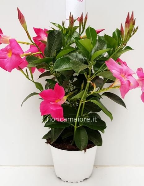 pianta in vari colori