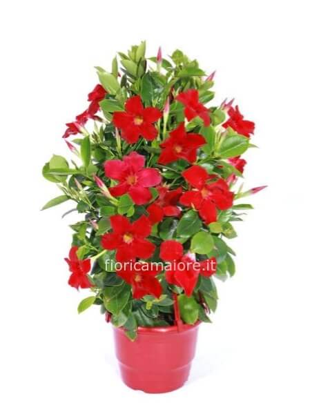 dipladenia con canna vari colori