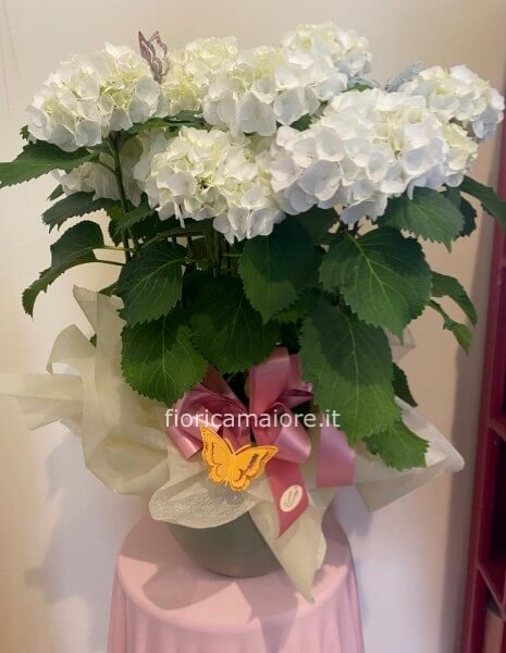 ORTENSIA SENZA SOTTOVASO