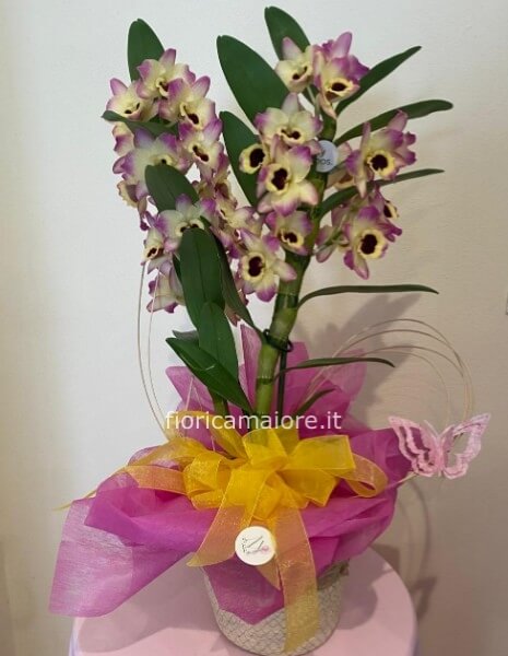 orchidea dendrobium con sottovaso